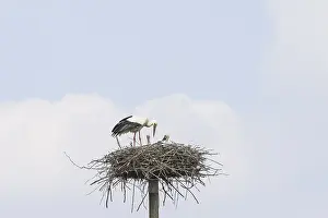 Verwandte Bilder Drucke: Ein Storch mit den Küken im Nest.
