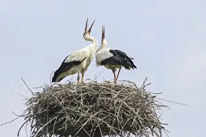 Verwandte Bilder Drucke: Zwei Störche im Nest.