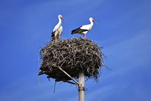 Blue Sky Bird Photography Drucke: Two storks in a nest against a clear blue sky