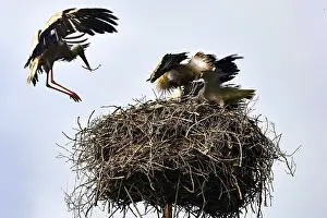 Bird Nesting Site Drucke: Storks in a nest, one in flight