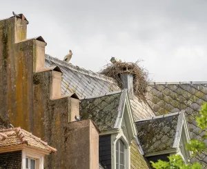 White Stork Nesting Site Drucke: Storks on a rooftop in Munster