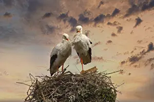 White Stork Nest Drucke: Two storks stand on a nest of branches in front of a dramatic sunset sky