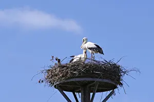 Wildlife In Northern Germany Drucke: Two storks stand in a nest under a cloudless sky