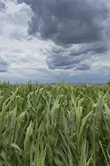 Gloomy Farmland Drucke: Storm clouds over corn fields