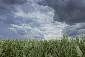 Gloomy Farmland Drucke: Storm clouds over corn fields