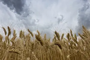 Agricultural Weather Forecast Drucke: Storm clouds over wheat field