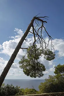 Southeast European Scenery Drucke: Storm damage and broken tree in the forest
