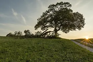 Backlight Shot Of A Tree Drucke: Storm damage on an old lime tree