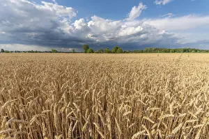 Western Europe Cloudy Skies Drucke: Stormy clouds over wheat fields in summer