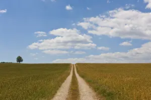 Deserted Dirt Road Drucke: Straight dirt road through fields