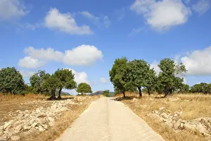 Southern Europe Botany Drucke: Straight path through the landscape