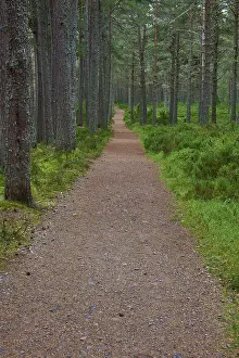 Pine Forest Landscape Drucke: Straight path in thick pine forest surrounded by green moss