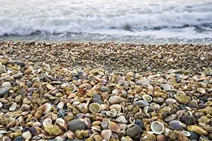 Sea Shore Landscape Drucke: Stranded seashells, beach