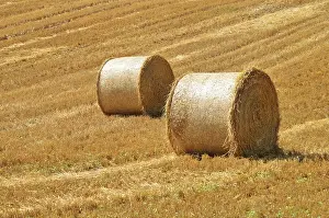 Rural Countryside Scene Drucke: Straw bales on corn fields after harvest