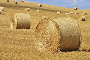 Gerahmter Druck : Gerahmter Druck :