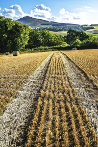 Scottish Farmland Drucke: Straw bales in the Scottish fields
