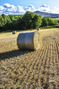 Scottish Farmland Drucke: Straw bales in the Scottish fields