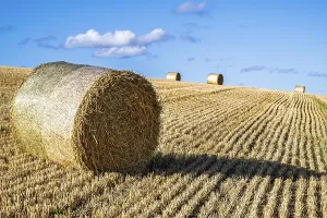 Agricultural Landscape UK Drucke: Straw bales in the Scottish fields