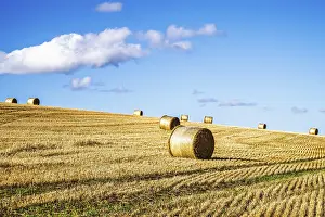 Scottish Farmland Drucke: Straw bales in the Scottish fields