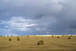 Scottish Farmland Drucke: Straw bales on the Scottish fields