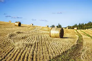Agricultural Landscapes UK Drucke: Straw bales in the Scottish fields