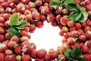 Studio Shot Strawberries Drucke: Strawberries