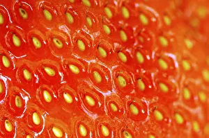 Strawberry Detail View Drucke: Strawberry
