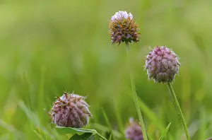 Bilder Datiert 2. Juli 2024: Strawberry clover print