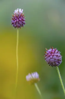 Bilder Datiert 2. Juli 2024: Strawberry clover print portrait format