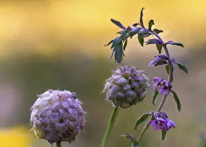 Bilder Datiert 4. Juli 2024: Strawberry clover print
