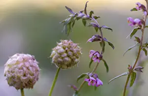 Bilder Datiert 4. Juli 2024: Strawberry clover print