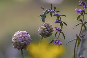 Bilder Datiert 4. Juli 2024: Strawberry clover print
