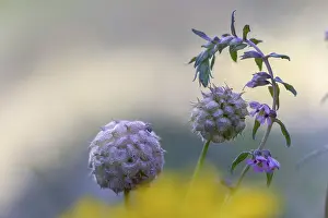 Bilder Datiert 4. Juli 2024: Strawberry clover print