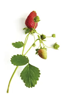 Nutrition And Feeding Tips Drucke: Strawberry vine