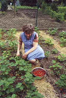 Female Farmer Drucke: Strawbery