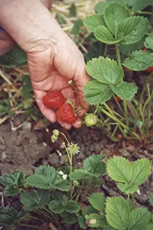 Red Strawberry Drucke: Strawbery