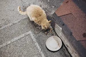 Snowy Street Scene Drucke: A stray cat eats on a cold street