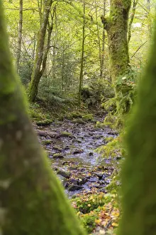 Waterfall In The Black Forest Drucke: A stream flows through a densely overgrown