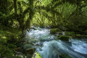 Bilder Datiert 13. Februar 2024: Temperate rainforest print