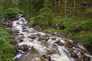 Scottish Forest Landscape Drucke: A stream flows through a green forest over rocks surrounded by trees