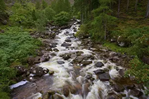 European Countryside Landscape Shot Drucke: The stream flows quickly over rocks through a thick forest
