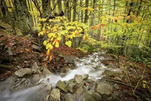 Aragon Nature Reserve Drucke: Stream in the forest of Gabardito