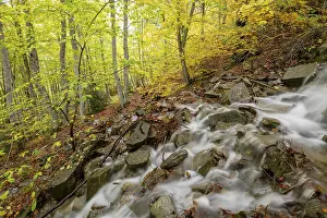 Autumnal Nature Scene Drucke: Stream in the forest of Gabardito