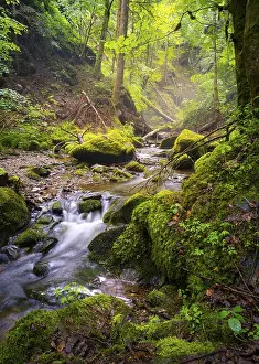 Motion Blur Waterfall Drucke: A stream in the forest with moss and stones