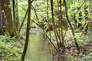 German Swamp Biotope Drucke: Stream in the forest, stream flowing through a forest