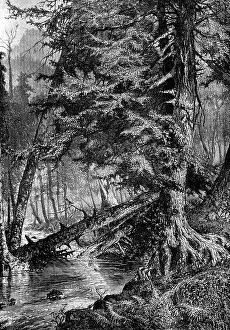 Drucke von Der Bach der Spottdrosseln. Sitzt, antik gravurierte Illustration. Journal des Voyages, Reisejournal, (1880-81) Spottdrosseln Und Spottdrosseln Drucke: Der Strahl der Spottdrosseln. Stehen auf die Perche.