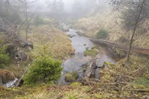 Harz National Park Drucke: Stream at the Oderteich, Nebel