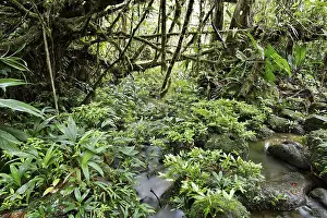 Tropical Nature Scene Drucke: Stream in rainforest, Rara Avis