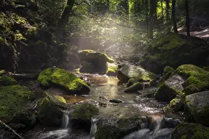 Overgrown With Moss Rocks Drucke: A stream with rocks and moss in diffuse sunlight