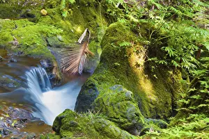 Tropical Rainforest Drucke: Stream through a tropical rainforest
